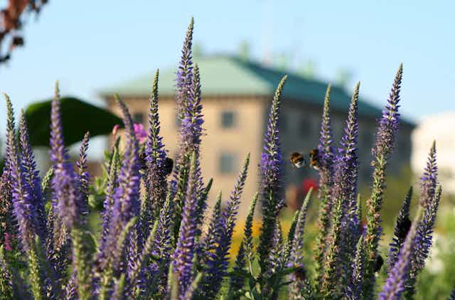 Bees feast on purple flowers in the foreground. In the background is an out of focus building or large house.