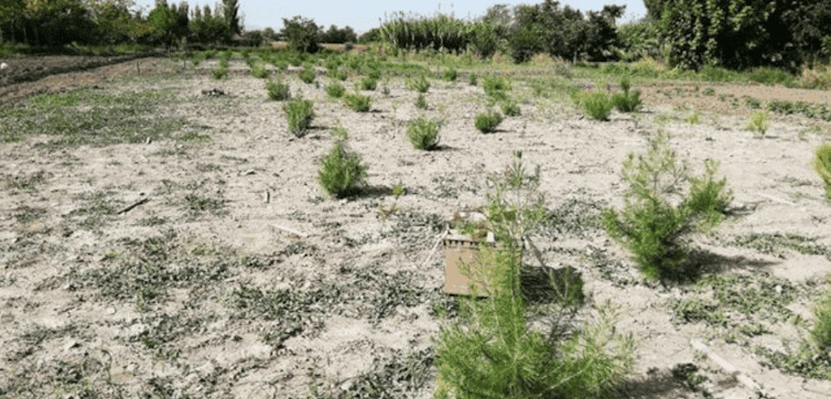 Classes for the recovery of Mediterranean forests 1 file 20241223 15 agdj3f.gif?ixlib=rb 4.1