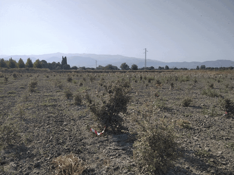 Classes for the recovery of Mediterranean forests 2 file 20241223 15 2uh1wh.gif?ixlib=rb 4.1