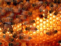 A large number of honeybees inside the hive.