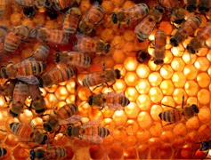 A large number of honeybees inside the hive.
