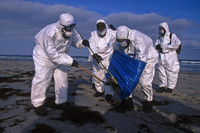 Personas con trajes protectores recogiendo un ave marina muerta en una playa de Alemania.