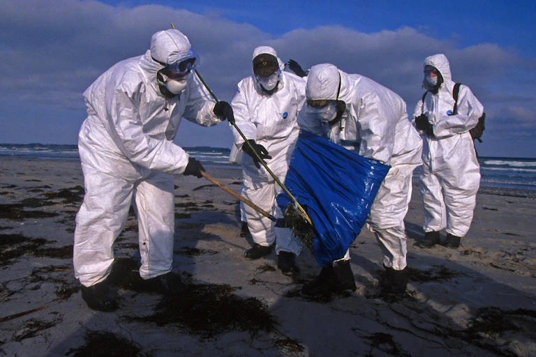 Pessoas em trajes de proteção recolhendo uma ave marinha morta em uma praia na Alemanha.