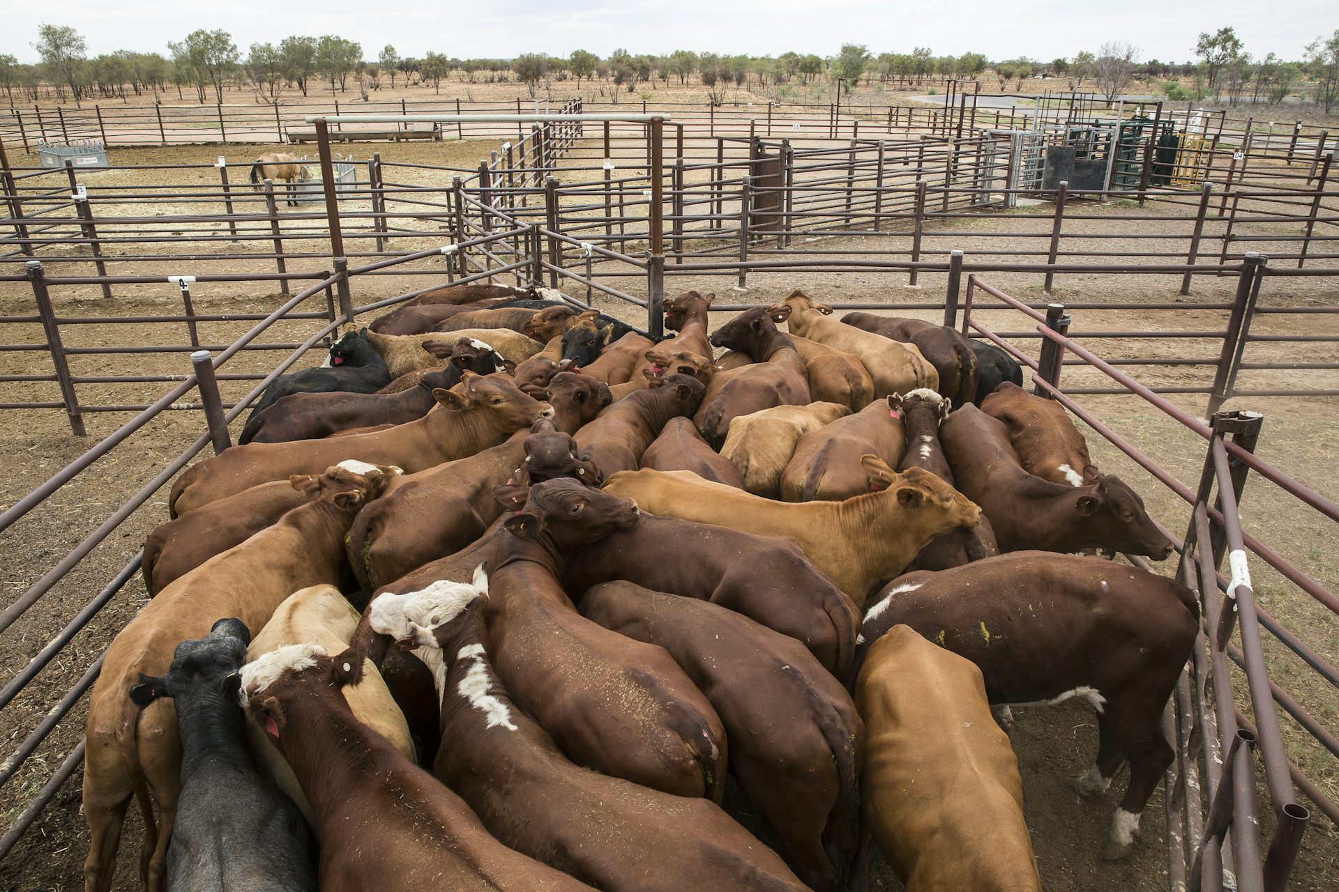 More Cattle Will Suffer Under Australia-China Live Export Deal