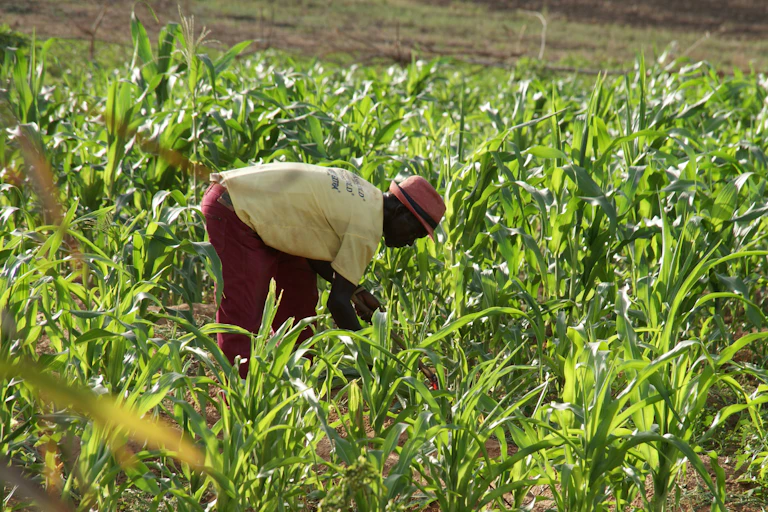 farmer picking maize on his farm in ghana
