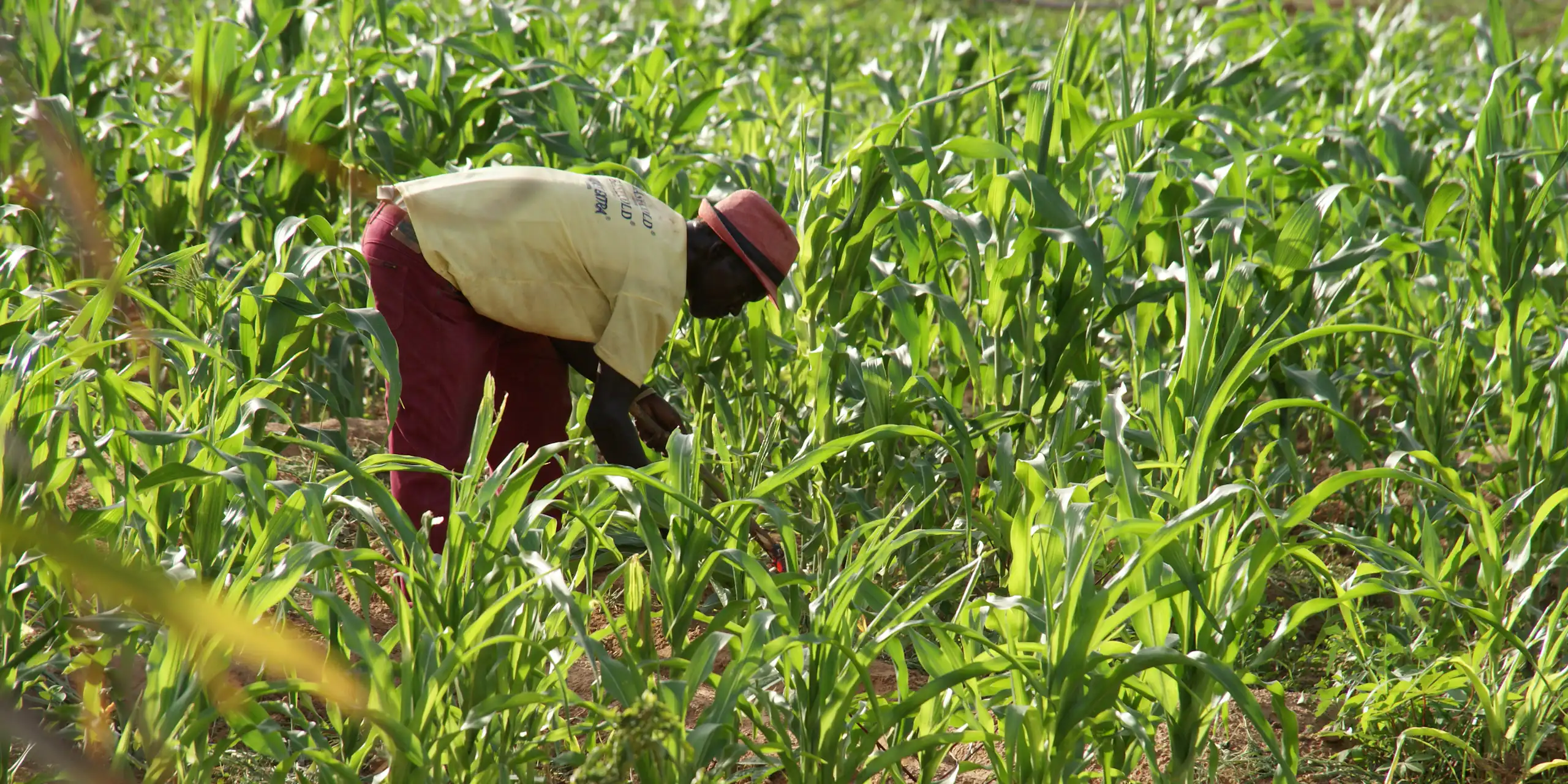 farmer picking maize on his farm in ghana