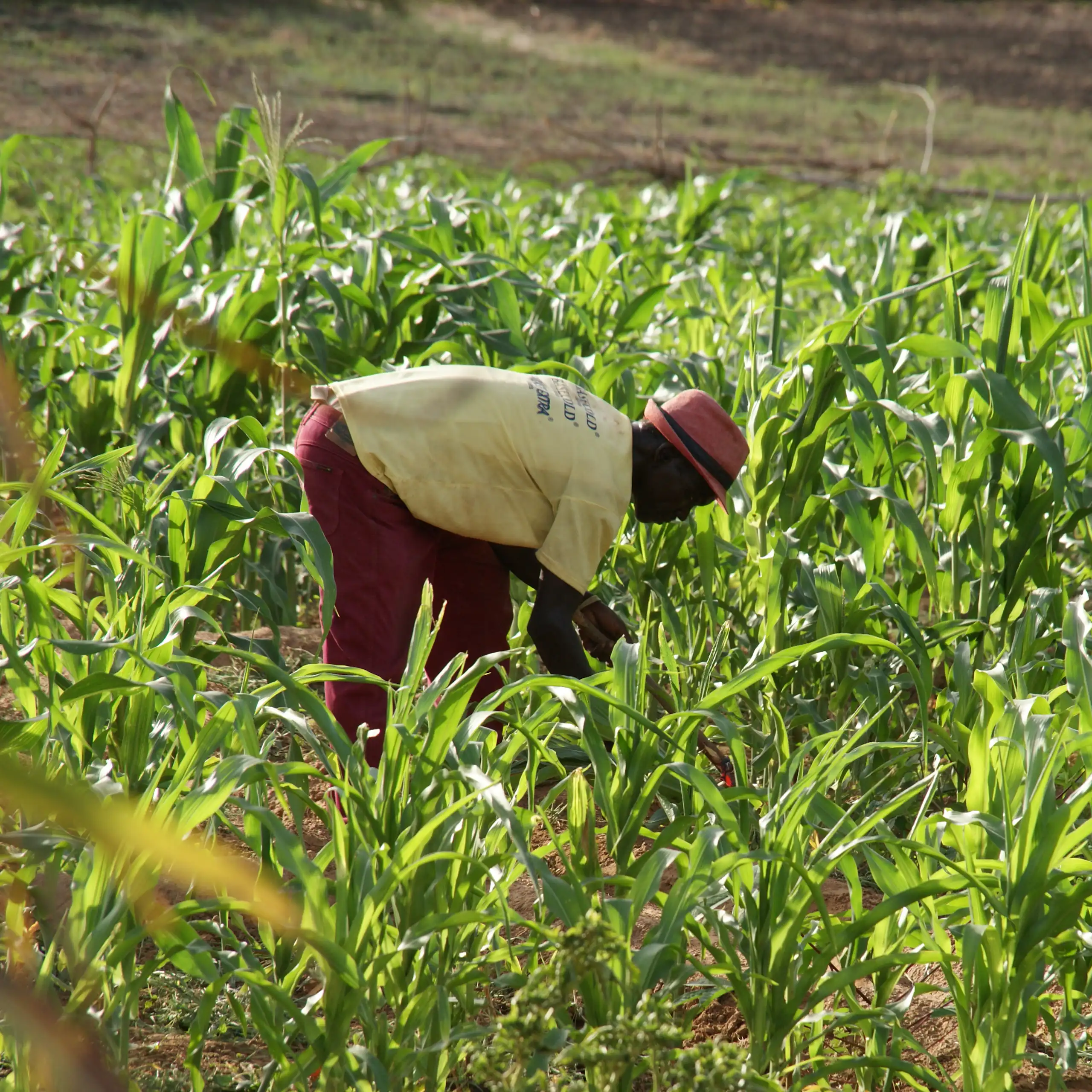 farmer picking maize on his farm in ghana