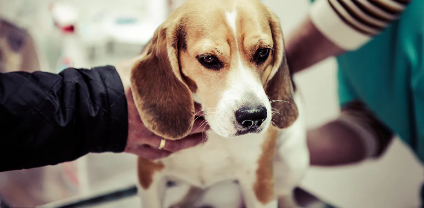 Dog Affect Your stress levels affect your dog – new study