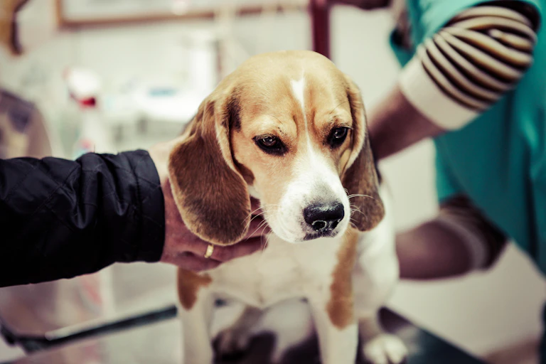 An anxious looking beagle at the vet.