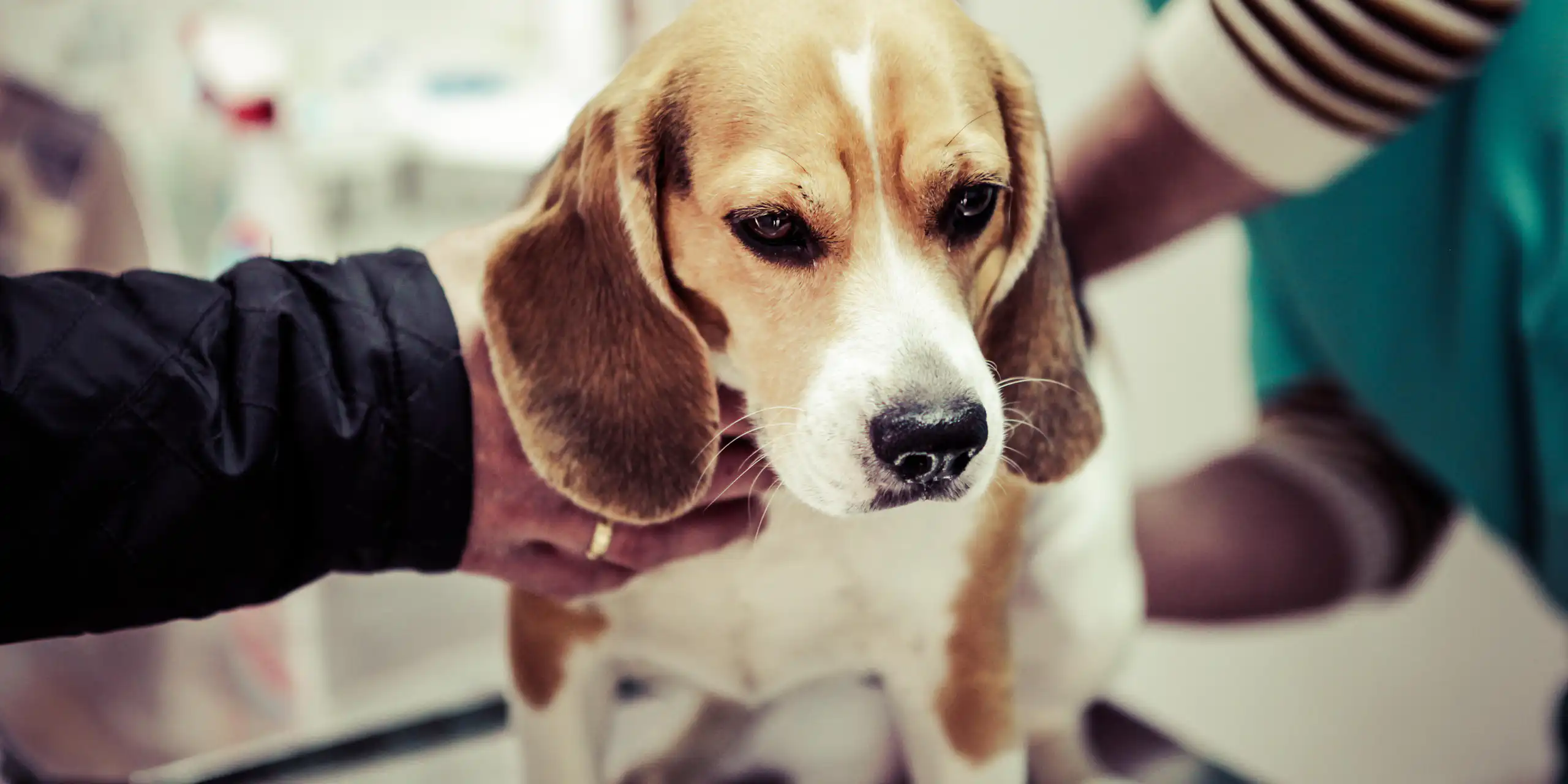 An anxious looking beagle at the vet.