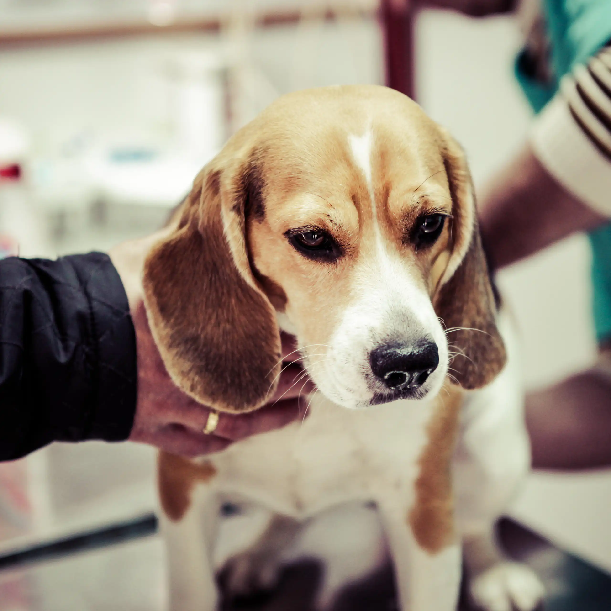 An anxious looking beagle at the vet.