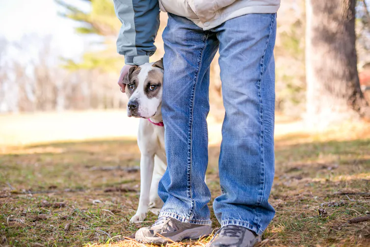 A nervous dog shelters behind its owner's leg.