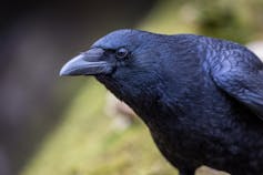 A crow perched on a branch.