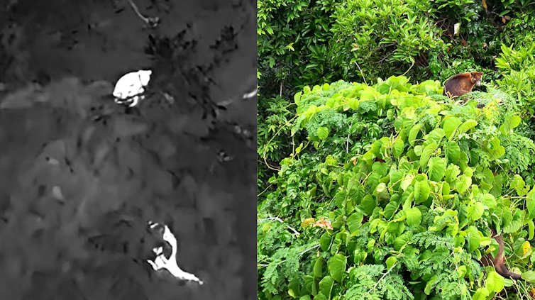 Rare, almost mythical Australian tree kangaroos can finally be studied, thanks to new tech 1 file 20250104 17 8s22l3.png?ixlib=rb 4.1 1