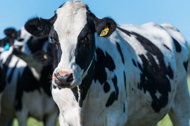 dairy cow in field