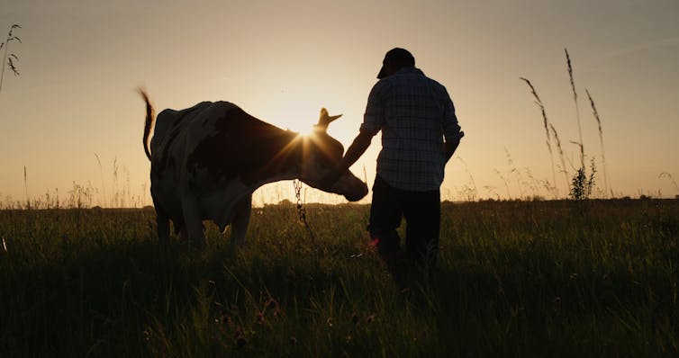 Farmer leads his cow through a field at sunset