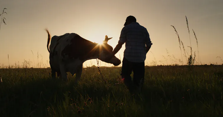 Farmer leads his cow through a field at sunset