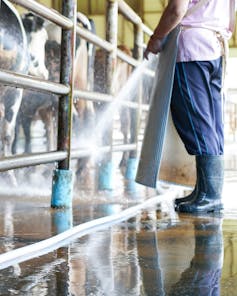 Worker cleaning floor and cowshed in the dairy farm