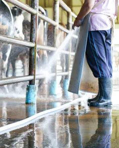 Worker cleaning floor and cowshed in the dairy farm