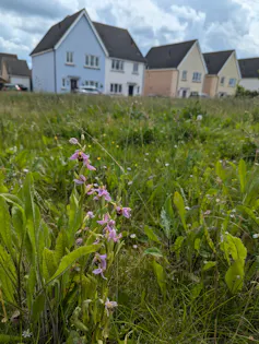 houses in background, green field in foreground