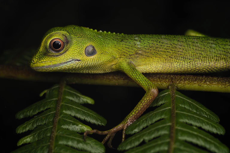 green lizard on branch