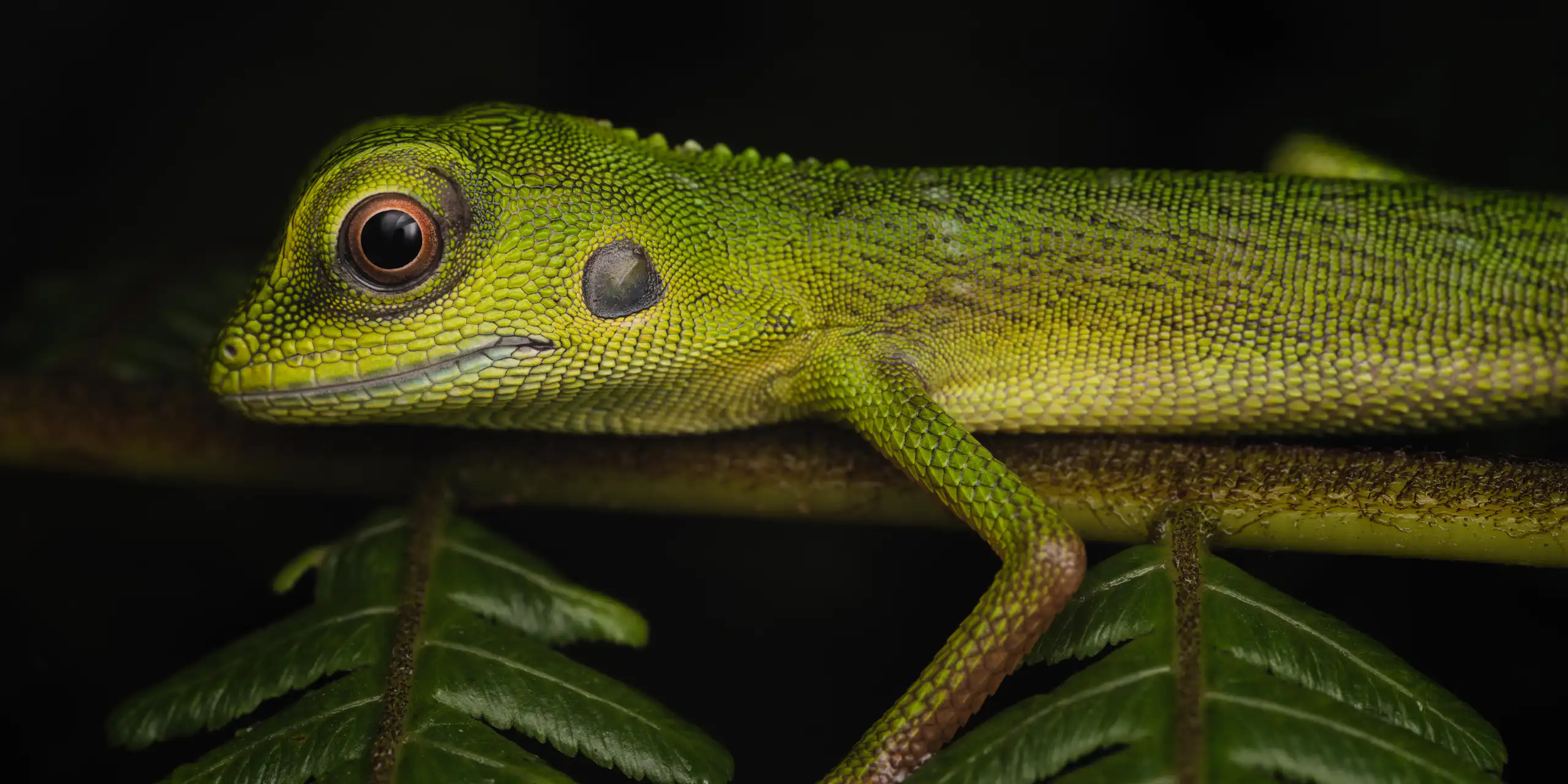 green lizard on branch
