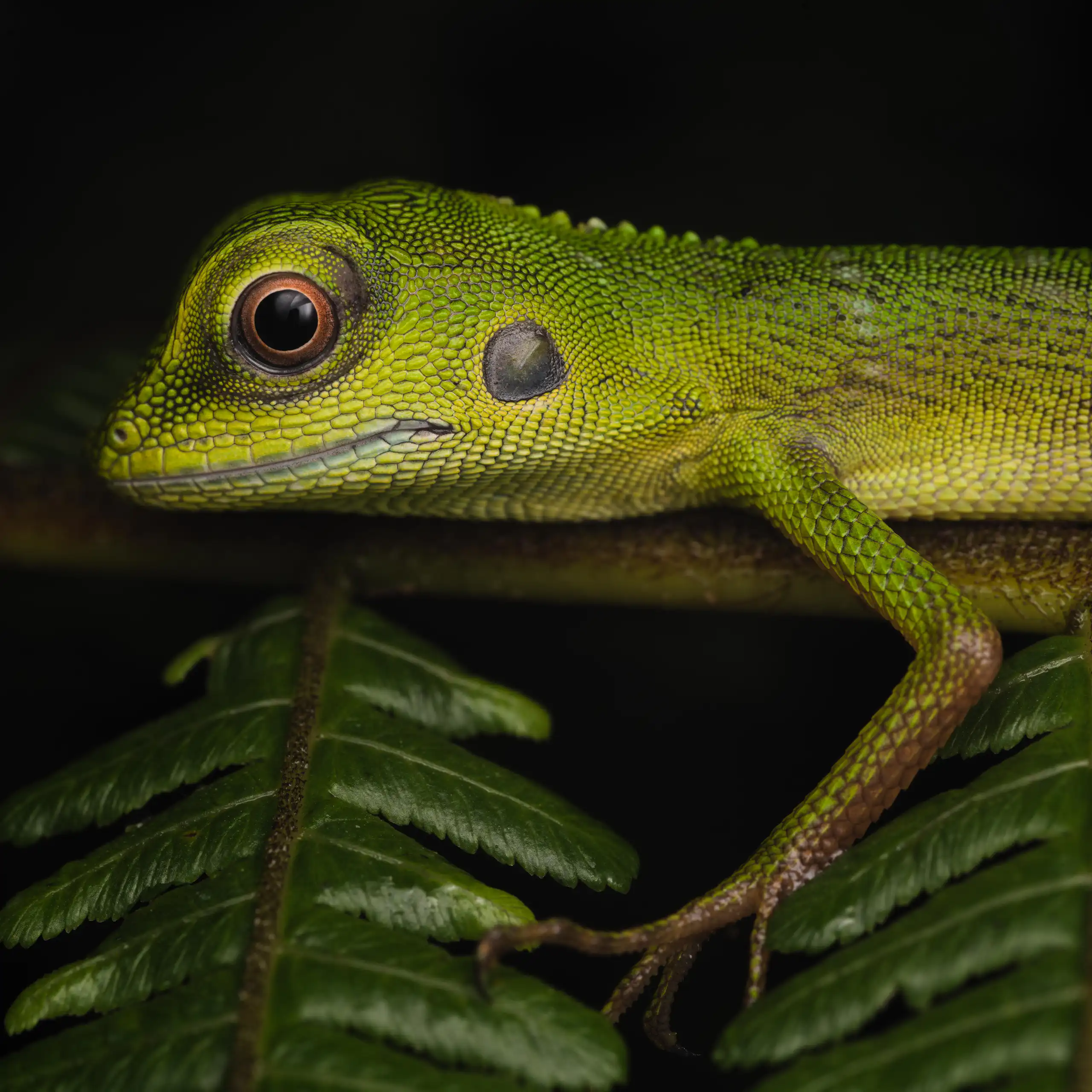 green lizard on branch