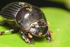 black dung beetle on green leaf