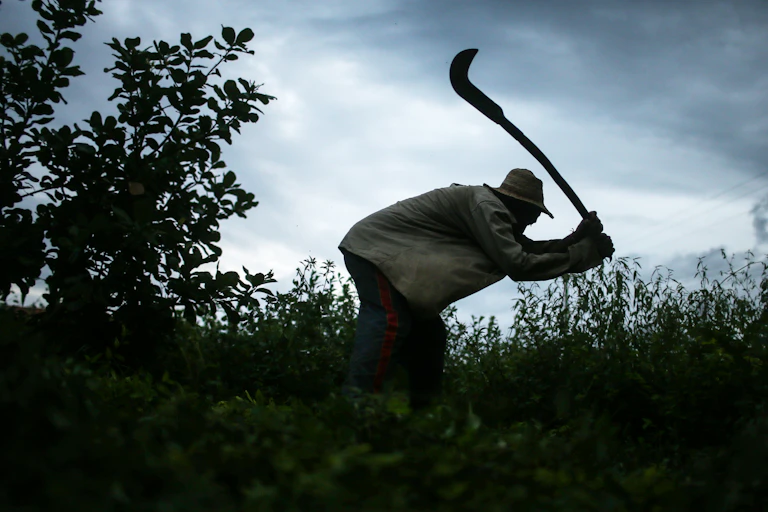 A man uses a sickle to clear land.
