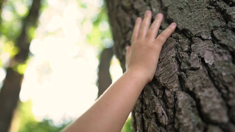 A child lays his or her hand on the bark of a tall tree.