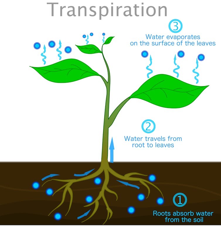A diagram shows how transpiration happens.