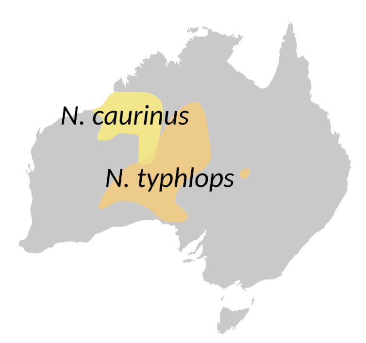 Map of Australia with portions of South Australia, Northern Territory and Western Australia coloured in yellow and brown.