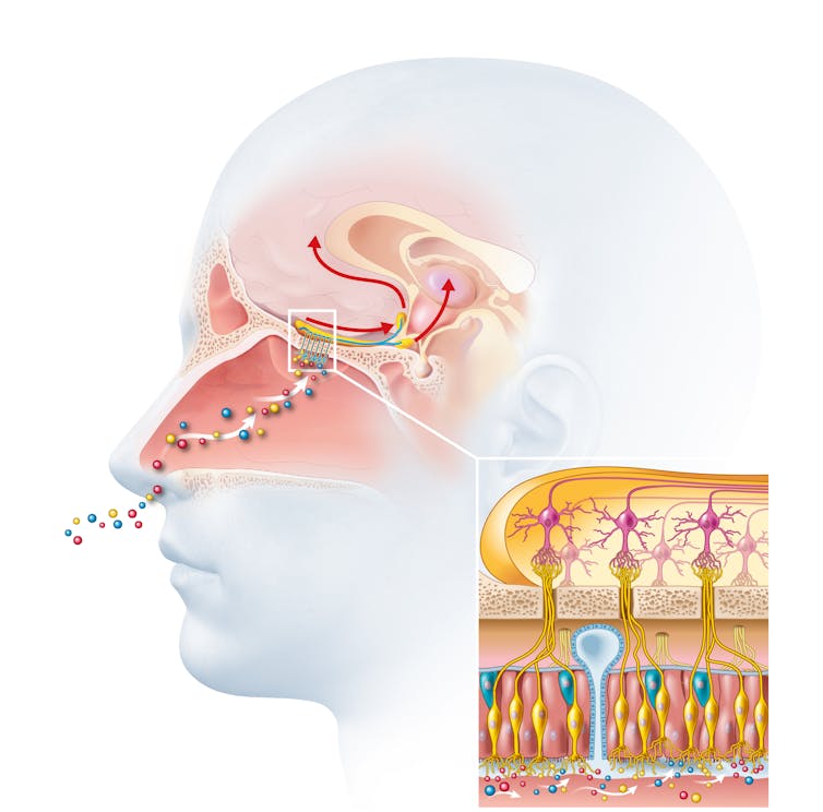 Diagram showing odour particles travelling through the nose into the brain.
