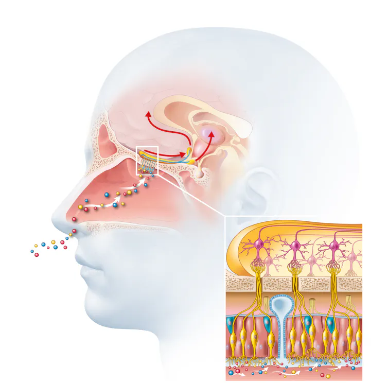 Diagram showing odour particles travelling through the nose into the brain.