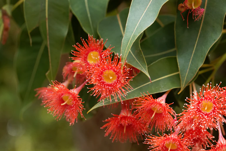 A red flowering gum.