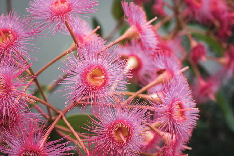 A pink flowering gum.