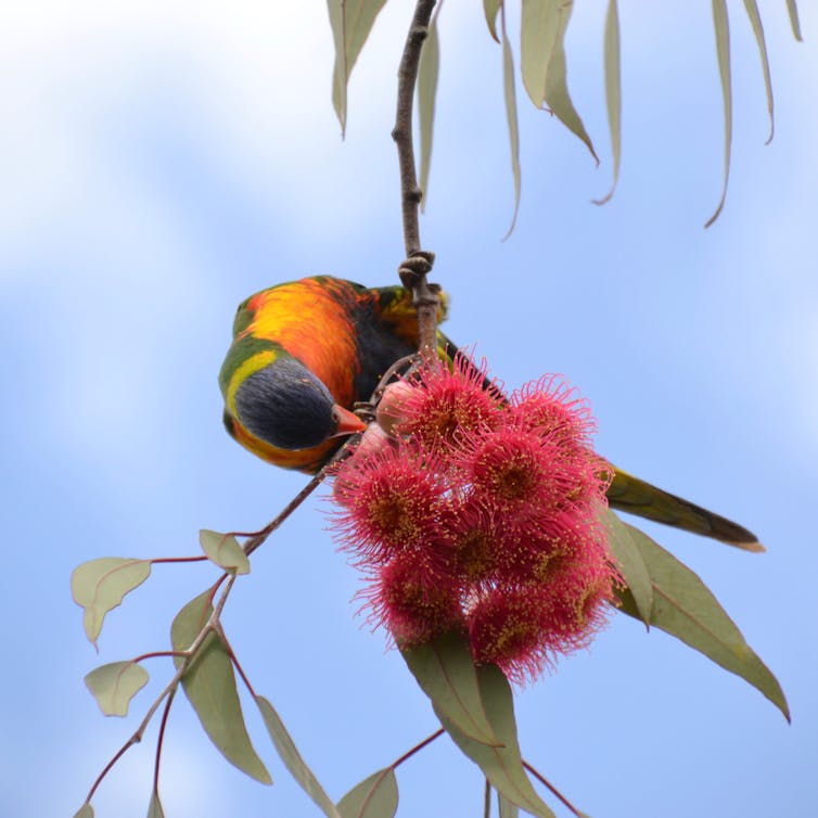 A bird sips nectar from a flower on a gum.