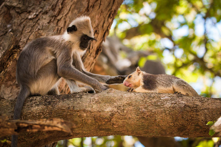 Langur gris touffu (_Semnopithecus priam_) caressant un écureuil géant (Ratufa macroura) dans le parc national de Yala - Sri Lanka.