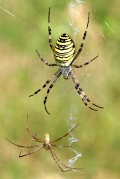 Male (bottom) and female (top) wasp spiders (A. bruennichi).