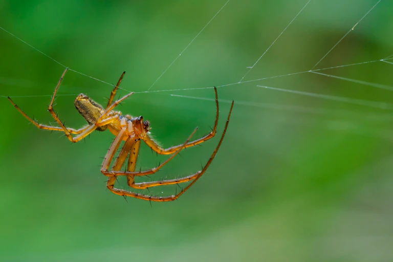 Male garden spider, Araneus diadematus.