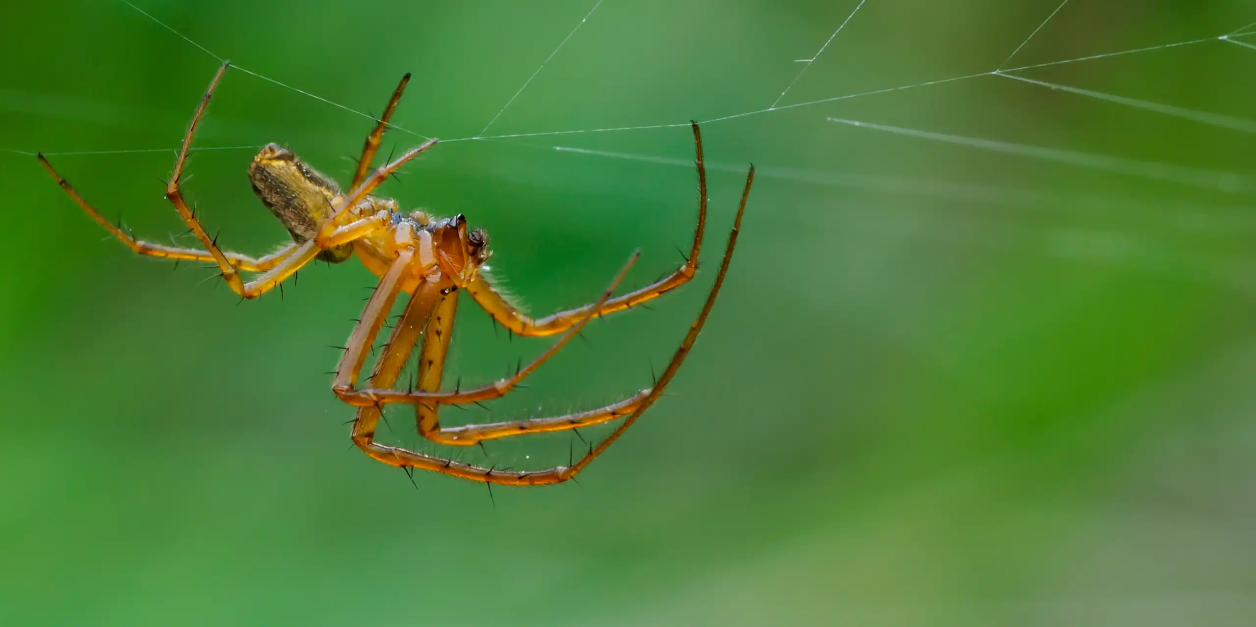 Male garden spider, Araneus diadematus.