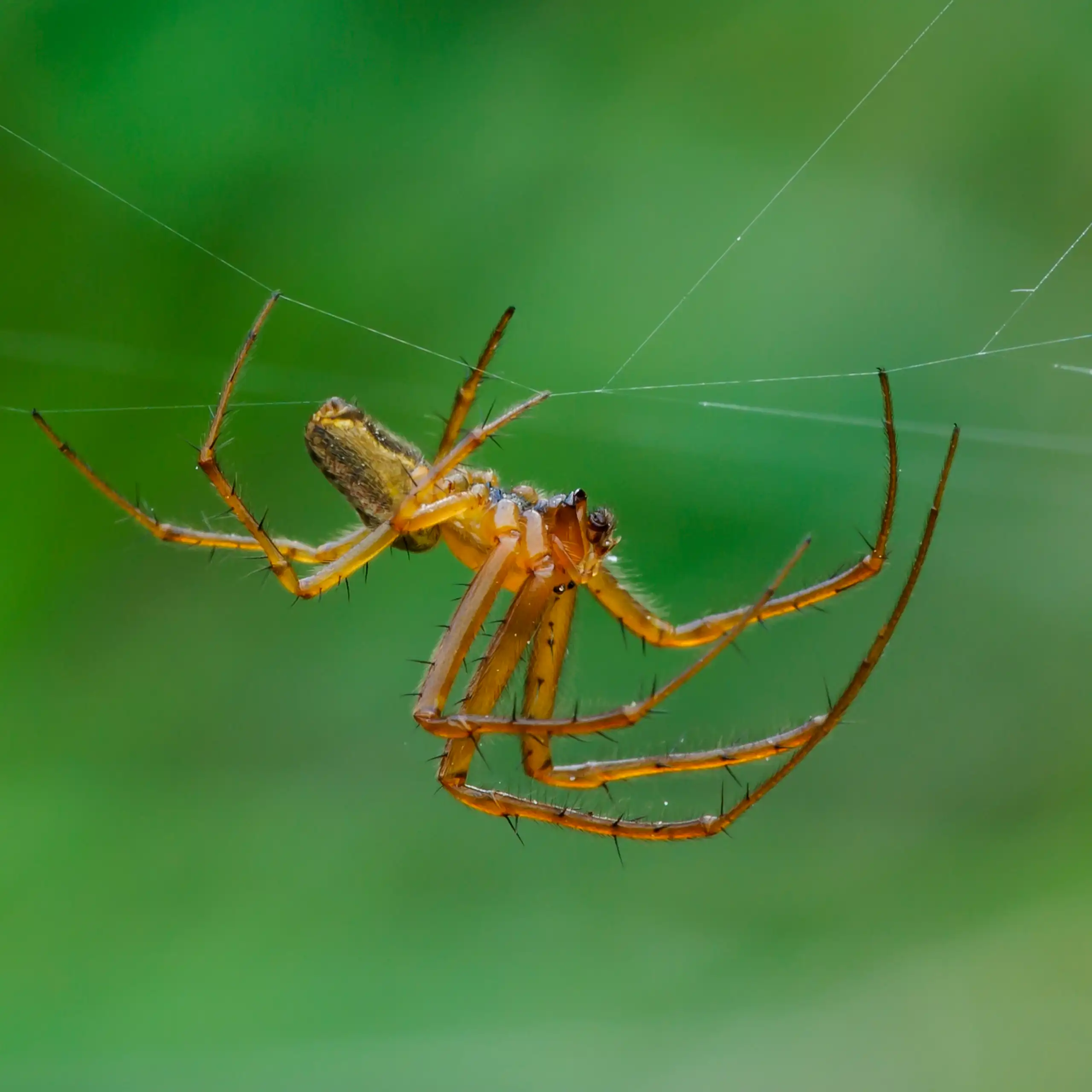 Male garden spider, Araneus diadematus.