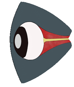 Animacion del cuerpo cavernoso del ojo de una ballena
