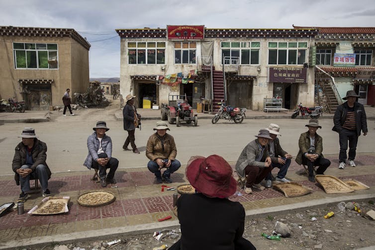 seated outdoor vendors display the caterpillar fungus for sale