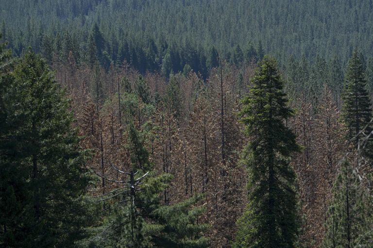 A hillside covered with pine trees, many of them dead and brown