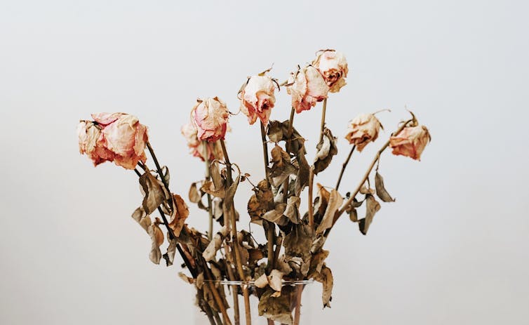 A collection of dried, wilted roses.