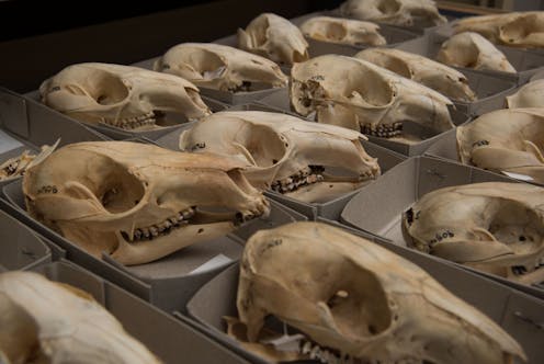 New study challenges a major theory on why some kangaroos mysteriously went extinct
