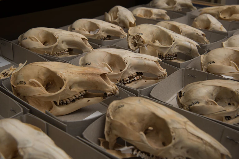 Boxes with yellowish skulls laid out on a table.
