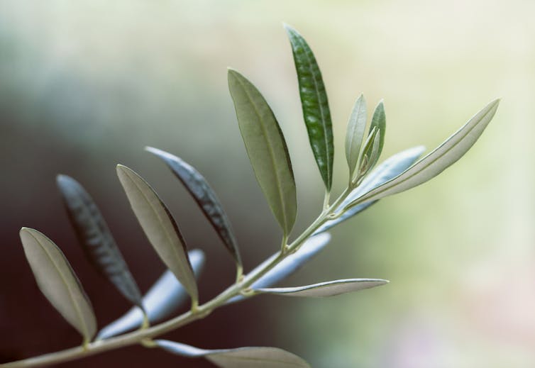 Sprig of olive leaves