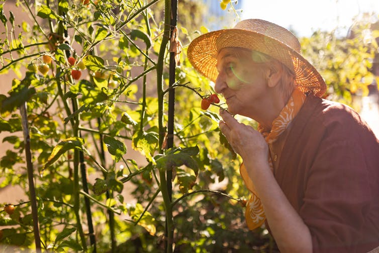An older woman in a hat leans towards a tomato vine to sniff it.
